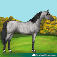Horse Color:Grullo Roan Brindle