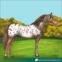 Horse Color:Chestnut Near Leopard 