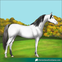 Horse Color:Bay Near Fewspot 