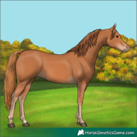 Horse Color:Chestnut 