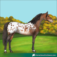 Horse Color:Bay Appaloosa 