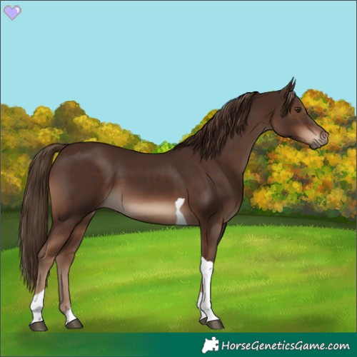 Horse Color:Liver Chestnut Tobiano
