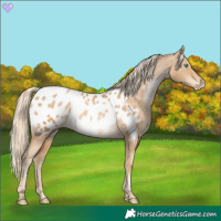 Horse Color:Chocolate Palomino Pearl Appaloosa 
