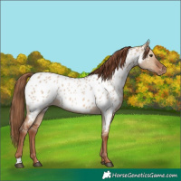 Horse Color:Red Dun Near Leopard 