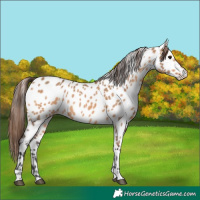 Horse Color:Bay Dun Appaloosa