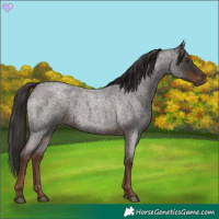 Horse Color:Liver Red Roan 