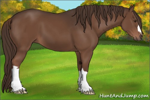 Horse Color:Liver Chestnut 