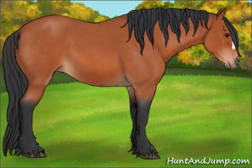 Horse Color:Brown Roan 