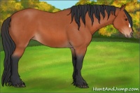 Horse Color:Brown Roan 