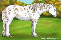 Horse Color:Chocolate Palomino Splash Appaloosa 