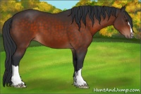 Horse Color:Brown 