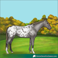 Horse Color:Smoky Grullo Appaloosa