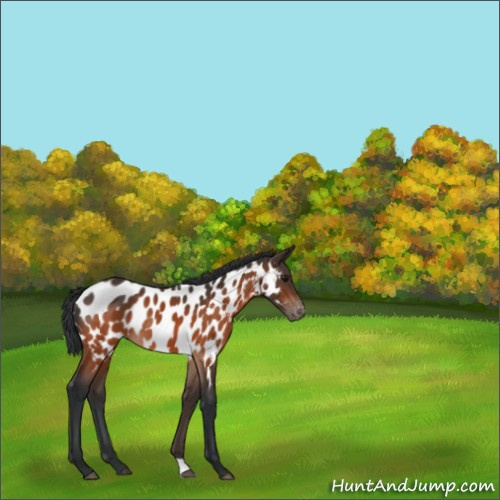 Horse Color:Bay Appaloosa Rabicano 