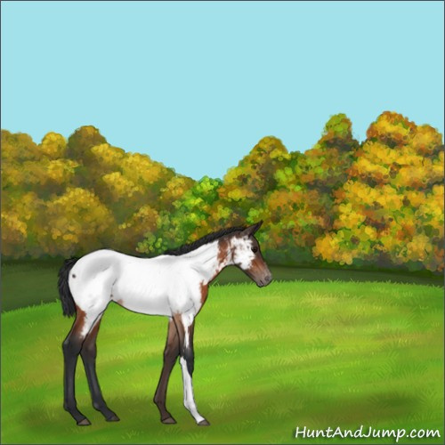 Horse Color:Bay Appaloosa Rabicano 