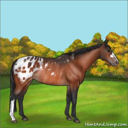 Horse Color:Bay Appaloosa Rabicano 