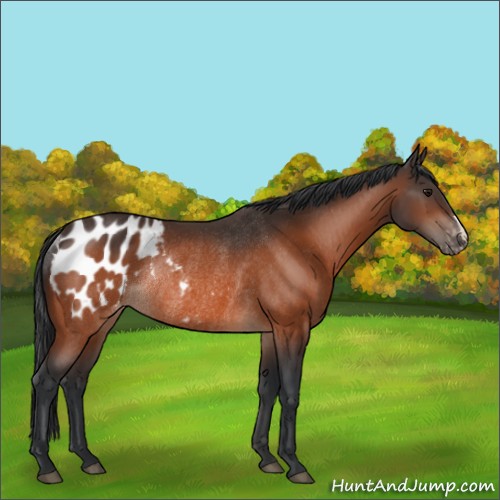 Horse Color:Bay Appaloosa Rabicano 