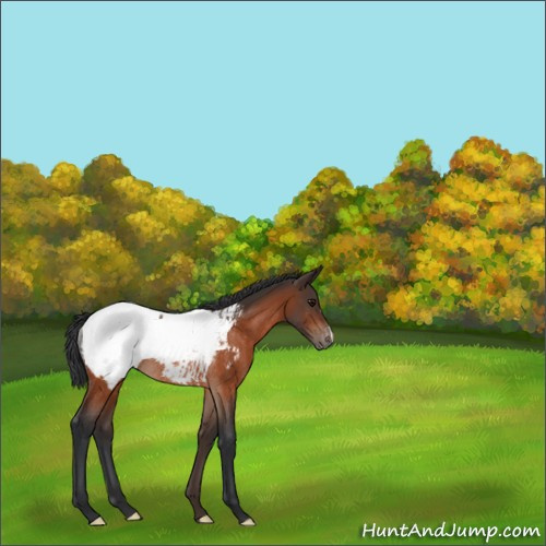 Horse Color:Bay Appaloosa Rabicano 