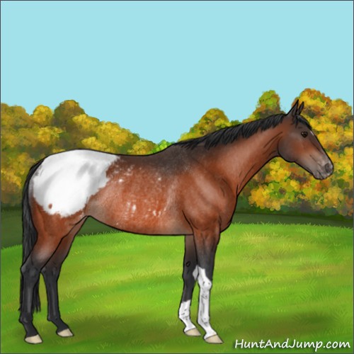 Horse Color:Bay Appaloosa Rabicano 