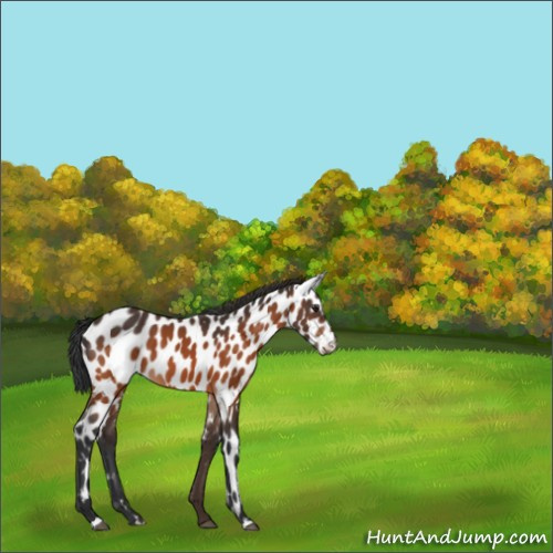 Horse Color:Brown Appaloosa 
