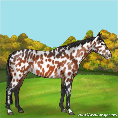 Horse Color:Bay Appaloosa Rabicano 