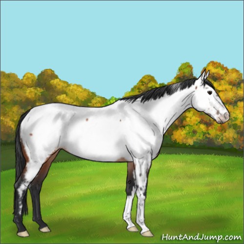 Horse Color:Bay Appaloosa Rabicano 
