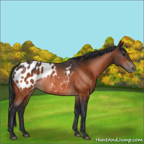 Horse Color:Brown Appaloosa Rabicano 