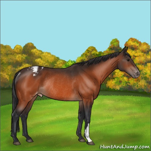Horse Color:Bay Appaloosa Rabicano 