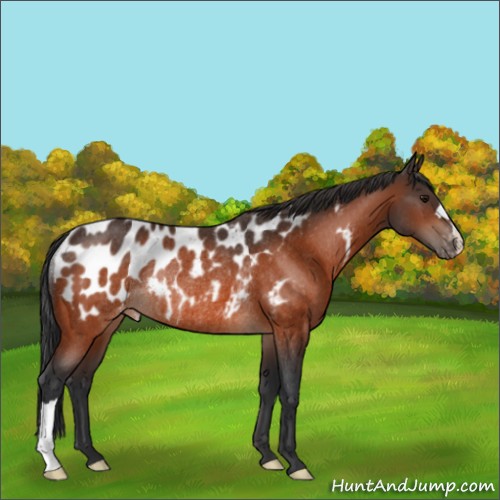 Horse Color:Bay Appaloosa Rabicano 