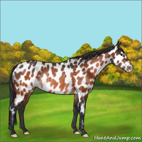 Horse Color:Bay Appaloosa Rabicano 