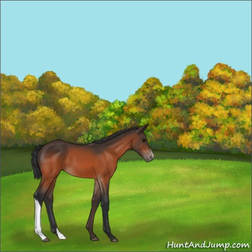 Horse Color:Bay Appaloosa 