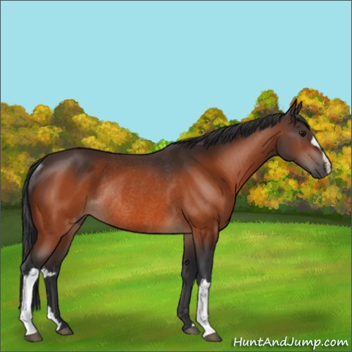 Horse Color:Bay Rabicano 