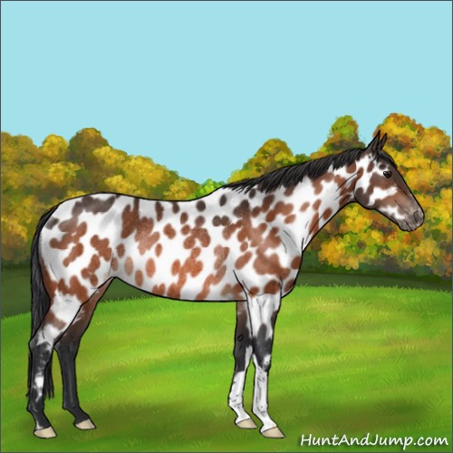 Horse Color:Bay Appaloosa Rabicano 