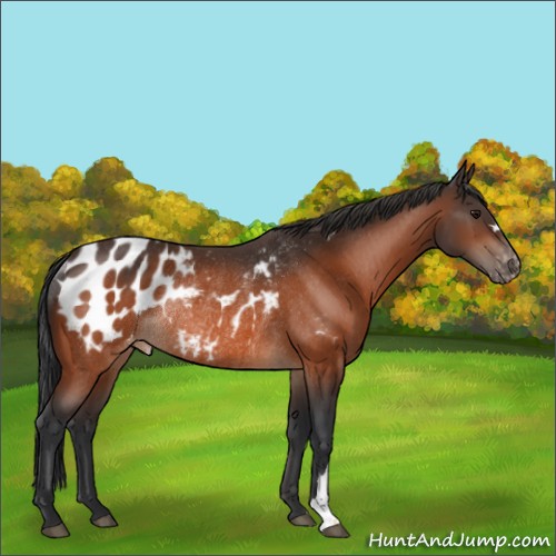 Horse Color:Bay Appaloosa Rabicano 