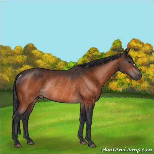 Horse Color:Bay Rabicano 