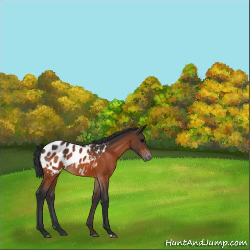 Horse Color:Bay Appaloosa Rabicano 