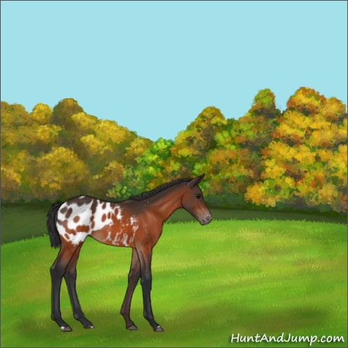 Horse Color:Bay Appaloosa Rabicano 