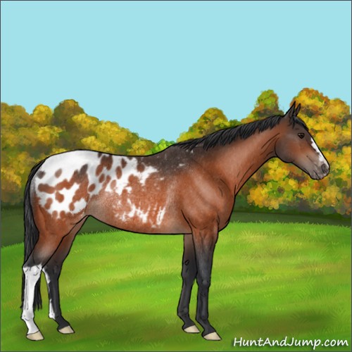Horse Color:Bay Appaloosa Rabicano 