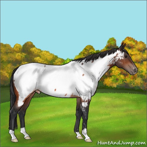 Horse Color:Bay Appaloosa 