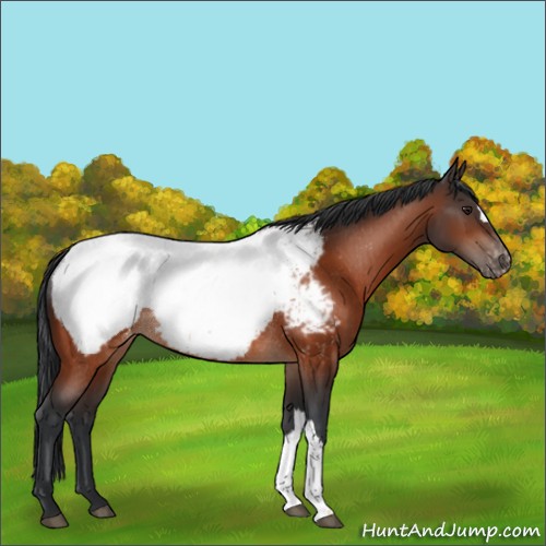 Horse Color:Brown Appaloosa Rabicano 