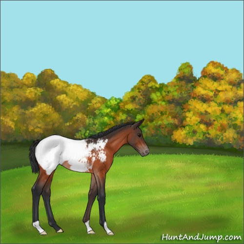 Horse Color:Bay Appaloosa Rabicano 
