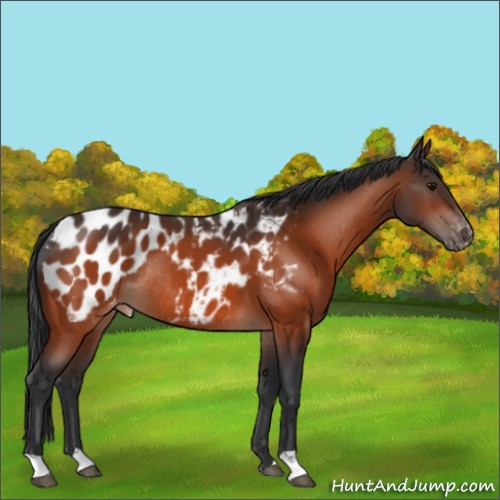 Horse Color:Bay Appaloosa Rabicano 