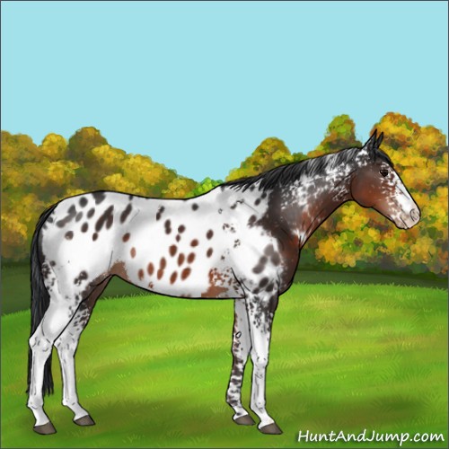 Horse Color:White Spotted Brown Appaloosa Rabicano 