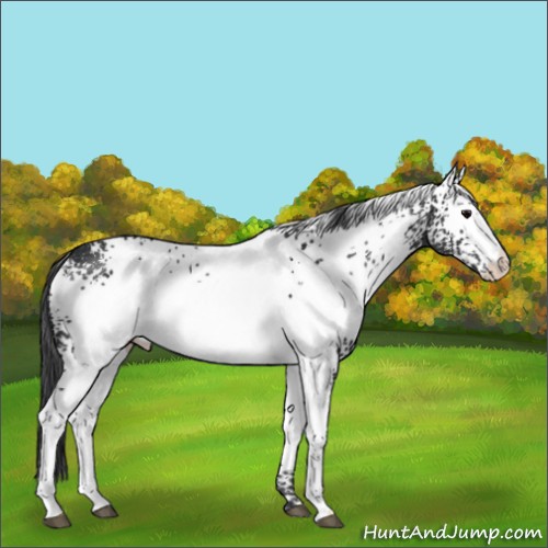 Horse Color:White Spotted Black Appaloosa Rabicano 