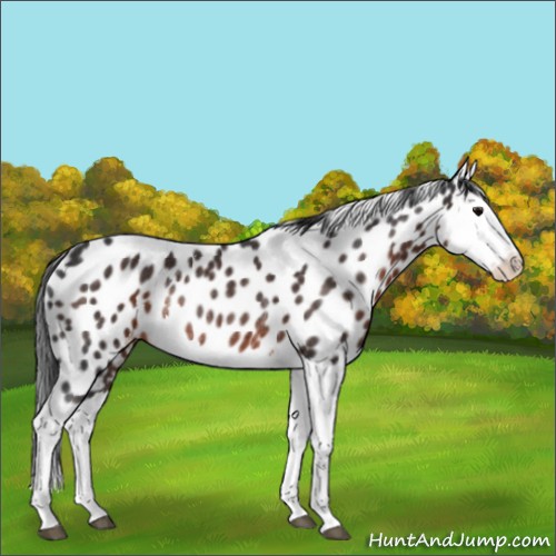 Horse Color:Brown Splash Appaloosa Rabicano 