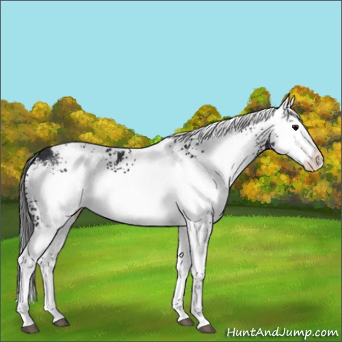 Horse Color:White Spotted Black Splash Appaloosa 