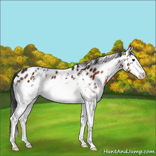 Horse Color:White Spotted Brown Splash Appaloosa 