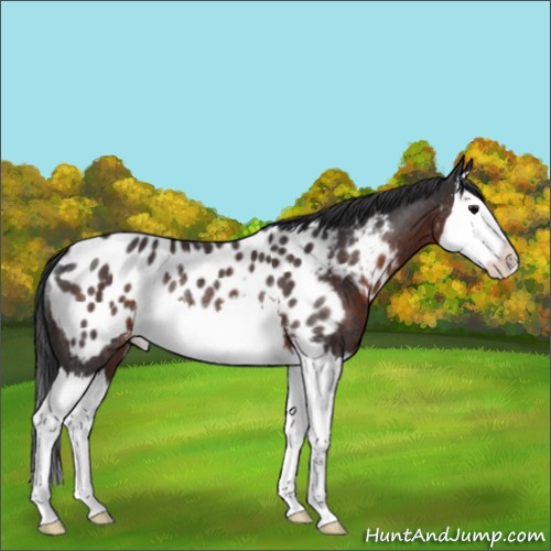 Horse Color:Brown Splash Appaloosa Rabicano 
