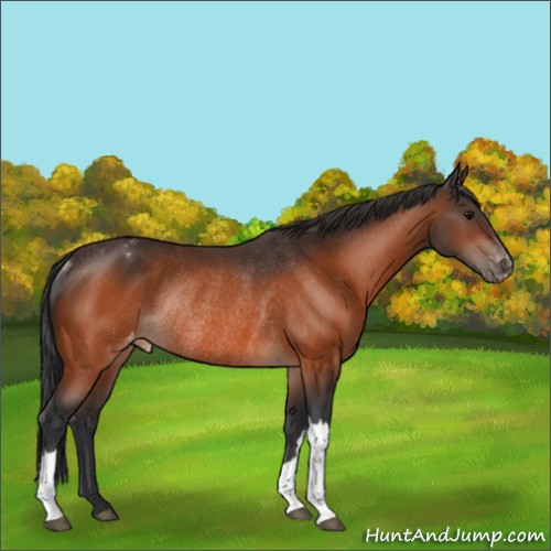 Horse Color:Bay Appaloosa Rabicano 