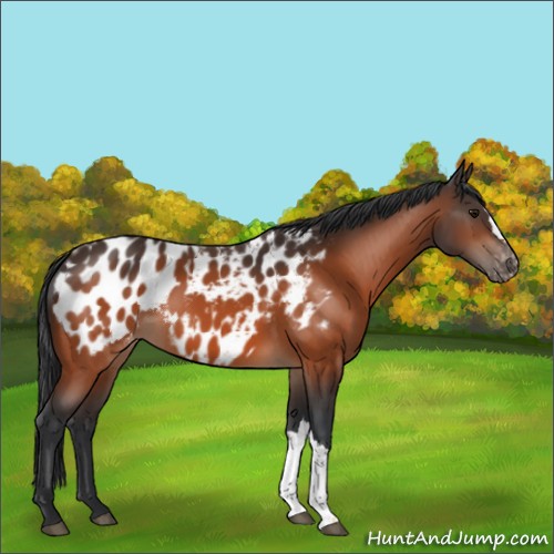 Horse Color:Bay Appaloosa 