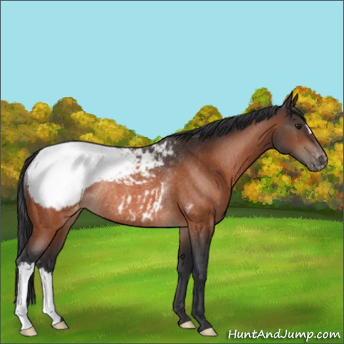 Horse Color:Brown Appaloosa Rabicano 